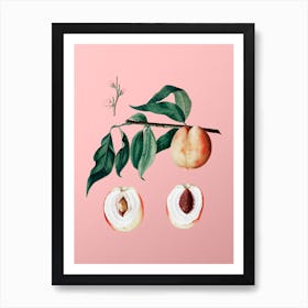 Vintage Peach Botanical on Soft Pink n.0222 Art Print