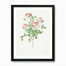 Burgundian Rose, Pierre Joseph Redoute Art Print