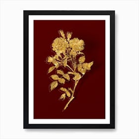 Vintage Queen Elizabeth's Sweetbriar Rose Botanical in Gold on Red n.0507 Art Print
