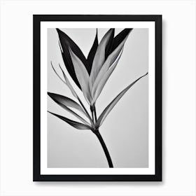 Bird Of Paradise B&W Pencil 3 Flower Art Print