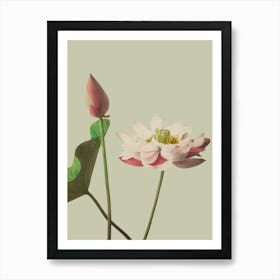 Lotus Flower 8 Art Print