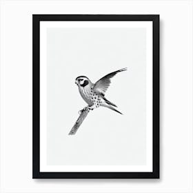 American Kestrel B&W Pencil Drawing 3 Bird Art Print