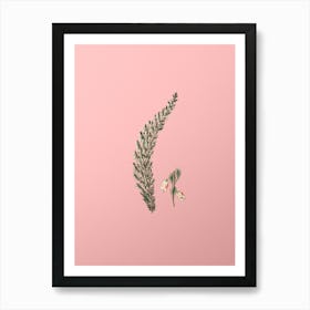 Vintage Bell Bearing Heath Flower Branch Botanical on Soft Pink n.0226 Art Print