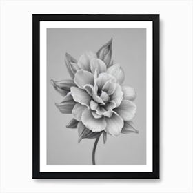 Lavender B&W Pencil 1 Flower Art Print