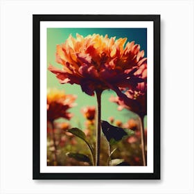 Dahlias Flowers Art Print