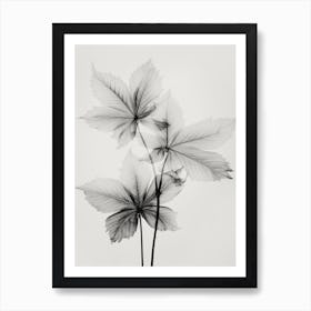 Transparent Botanic No 5 Art Print