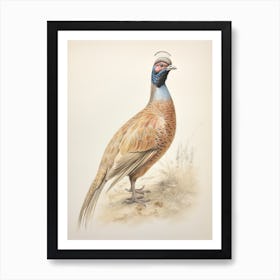 Vintage Bird Drawing Pheasant 2 Art Print