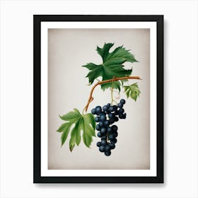 Vintage Brachetto Grape Botanical on Parchment n.0935 Art Print