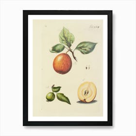 Apple And Pear Art Print