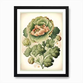 Ranunculus Floral 1 Botanical Vintage Poster Flower Art Print