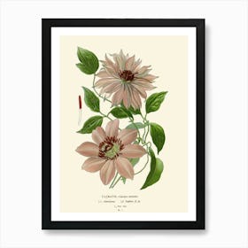 Clematis Art Print