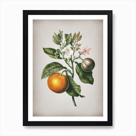 Vintage Bitter Orange Botanical on Parchment n.0743 Art Print