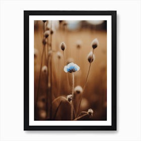 Blue Corn Flower No 4 Art Print