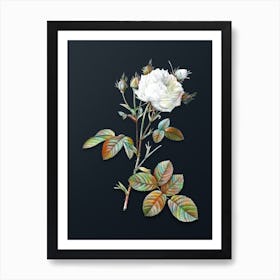 Vintage White Provence Rose Botanical Watercolor Illustration on Dark Teal Blue n.0298 Art Print