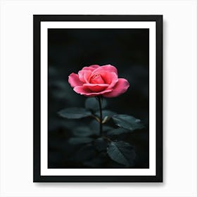 Pink Rose 34 Art Print