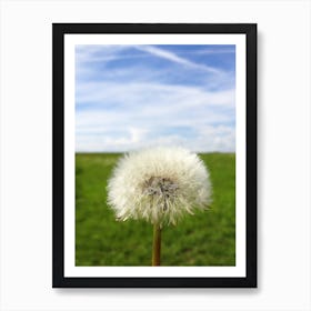 Dandelion 1 Póster