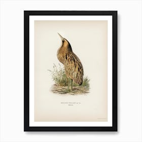 Bittern (Botaurus Stellaris), The Von Wright Brothers Art Print