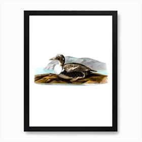 Vintage Common Eider Duck Illustration on Pure White 1 Art Print