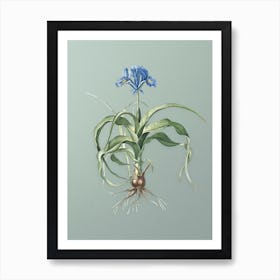 Vintage Iris Scorpiodes Botanical Art on Mint Green n.0156 Art Print