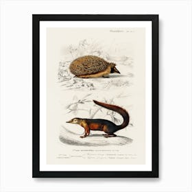 European Hedgehog (Erinaceus Europaeus) And Common Treeshrew (Tupaia Glis), Charles Dessalines D' Orbigny Art Print