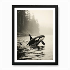 Sepia Misty Orca Whale Forest Scenery Art Print