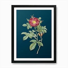 Vintage Red Portland Rose Botanical Art on Teal Blue n.0542 Art Print