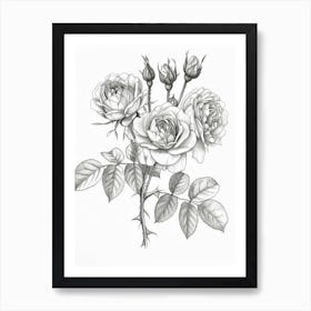 Roses Sketch 57 Art Print