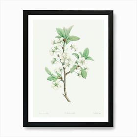 Plum Flower from La Botanique de J. J. Rousseau, Pierre Joseph Redoute Art Print