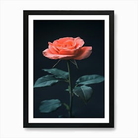 Single Rose 6 Art Print