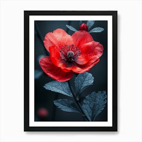 Red Anemone Flower Art Print