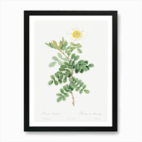 Macartney Rose, Pierre Joseph Redoute Art Print