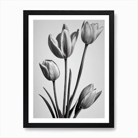 Tulips B&W Pencil 1 Flower Art Print