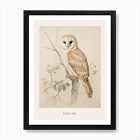 Vintage Bird Drawing Barn Owl 1 Poster Art Print