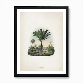 Vintage Martius 2 Manicaria Saccifera Art Print