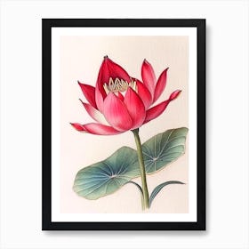 Red Lotus Watercolour Ink Pencil 1 Art Print