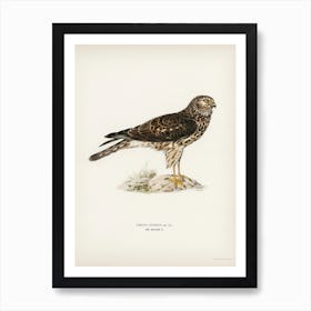 Hen Harrier Female, The Von Wright Brothers Affiche