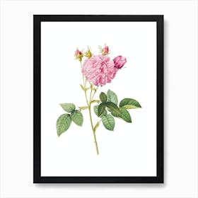 Vintage Pink Agatha Rose Botanical Illustration on Pure White n.0354 Art Print