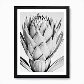 Proteas B&W Pencil 5 Flower Art Print