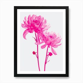 Hot Pink Chrysanthemum 3 Art Print