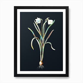 Vintage Narcissus Candidissimus Botanical Watercolor Illustration on Dark Teal Blue n.0766 Art Print