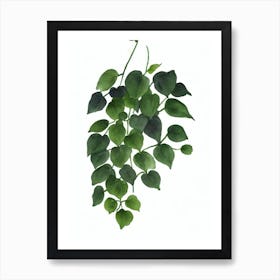 Maidenhair Fern (Adiantum) Watercolor Art Print