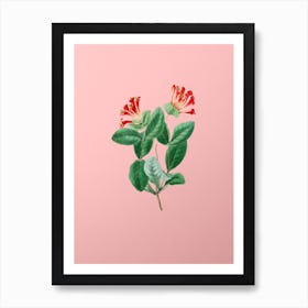 Vintage North West Honeysuckle Flower Botanical on Soft Pink n.0287 Art Print