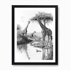 Giraffes Inspecting Their Reflection Pencil Drawing 2 Poster