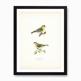 Siskin (Spinus Spinus), The Von Wright Brothers Art Print