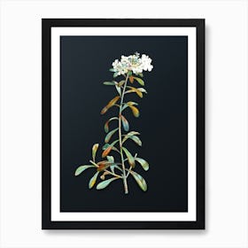 Vintage Small White Flowers Botanical Watercolor Illustration on Dark Teal Blue n.0189 Art Print