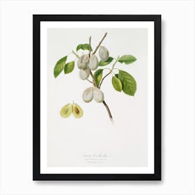 Plum (Prunus Verdacchia) From Pomona Italiana (1817 1839), Giorgio Gallesio Art Print