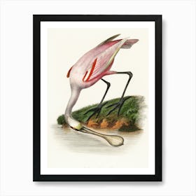 Pink Spoonbill Canvas Print Art Print