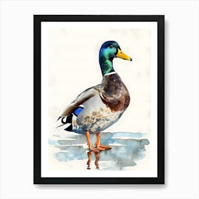 Mallard Duck Watercolor Painting Poster