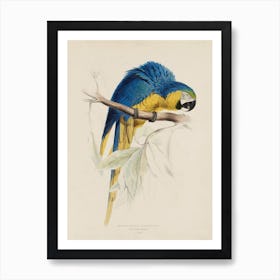 Lear 1 Macrocercus Aracange Art Print