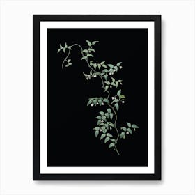 Vintage Bridal Creeper Botanical Illustration on Solid Black n.0203 Art Print